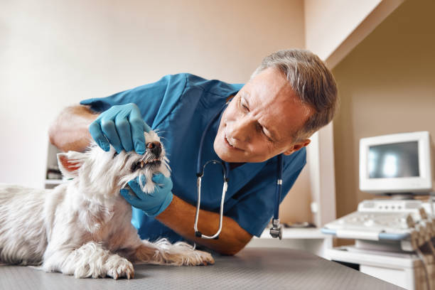 Best Emergency Dental Services for Seniors in Yorkville, NY
